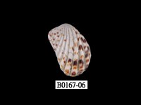 藏品(算盤蛤)的圖片